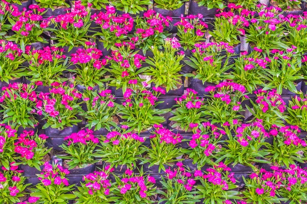 Pared de fondo de flores de varios colores — Foto de Stock