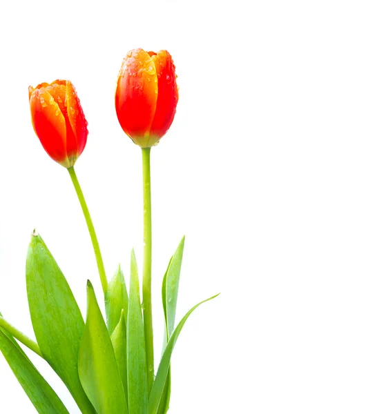 Close up shot of orange tulips . — Stock Photo, Image
