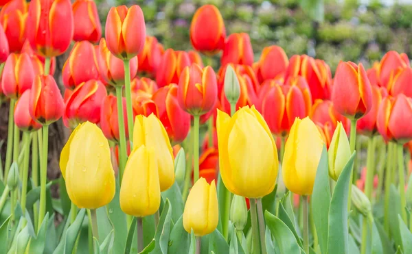 Záhon barevné tulipány na léto. — Stock fotografie