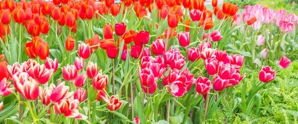 Záhon barevné tulipány na léto. — Stock fotografie