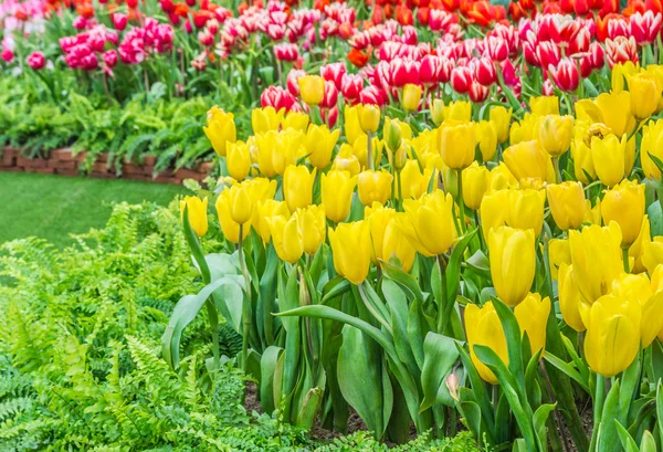 Záhon barevné tulipány na léto. — Stock fotografie