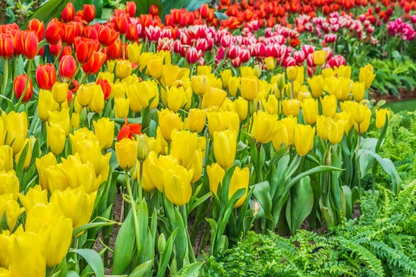 Záhon barevné tulipány na léto. — Stock fotografie