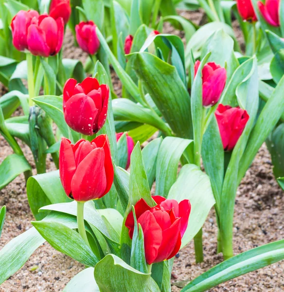 Záhon červené tulipány na den čas. — Stock fotografie