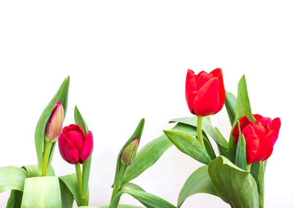 Close up shot of orange tulips . — Stock Photo, Image