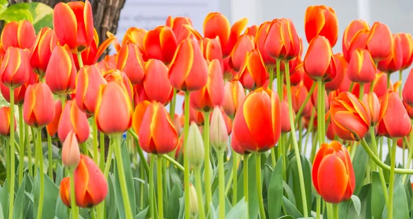 Květinové lůžko vícebarevných tulipánů ve dne. — Stock fotografie