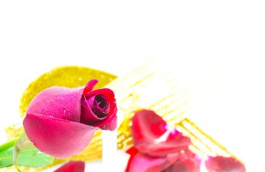 Beyaz arka plan, Sevgililer günü arka plan üzerinde kırmızı gül