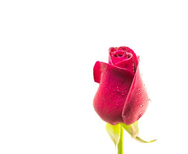 kırmızı gül beyaz arkaplanda izole.