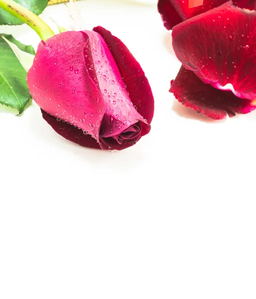 Κόκκινο τριαντάφυλλο σε άσπρο φόντο, φόντο ημέρα του Αγίου Βαλεντίνου — Φωτογραφία Αρχείου