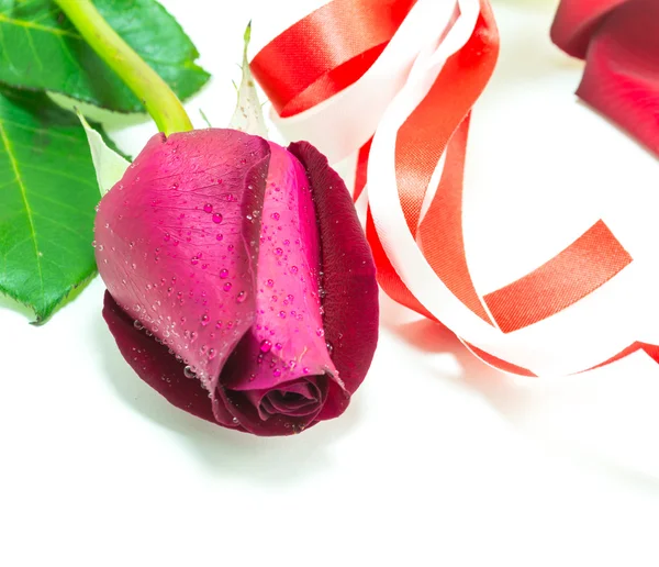 Rosa roja sobre fondo blanco, fondo de San Valentín — Foto de Stock