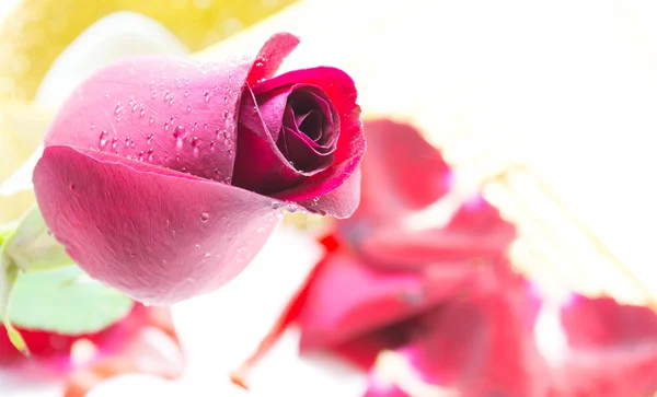 Rosa roja sobre fondo blanco, fondo de San Valentín —  Fotos de Stock