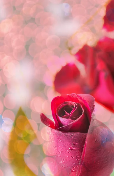 ดอกกุหลาบแดงบนพื้นหลังสีขาว หลังวันวาเลนไทน์ — ภาพถ่ายสต็อก