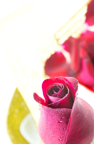 Rosa vermelha no fundo branco, fundo do Dia dos Namorados — Fotografia de Stock