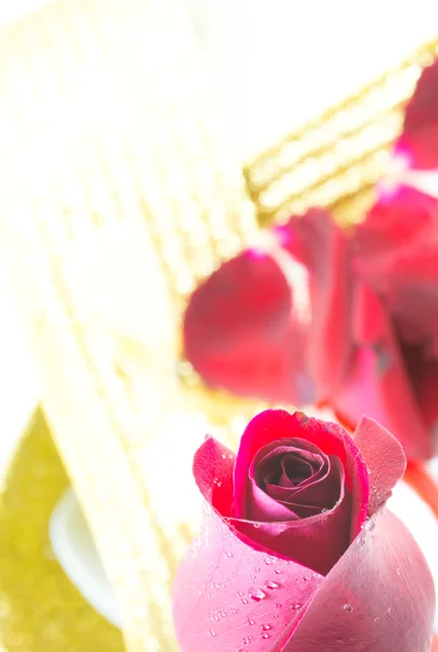 Rode roos op witte achtergrond, de dag van Valentijnskaarten achtergrond — Stockfoto