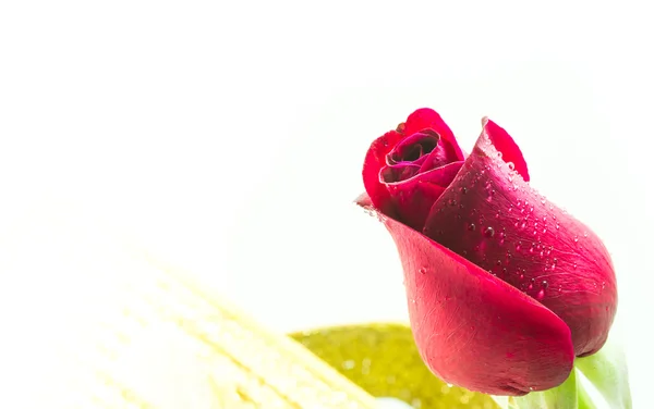 Rosa roja sobre fondo blanco, fondo de San Valentín —  Fotos de Stock