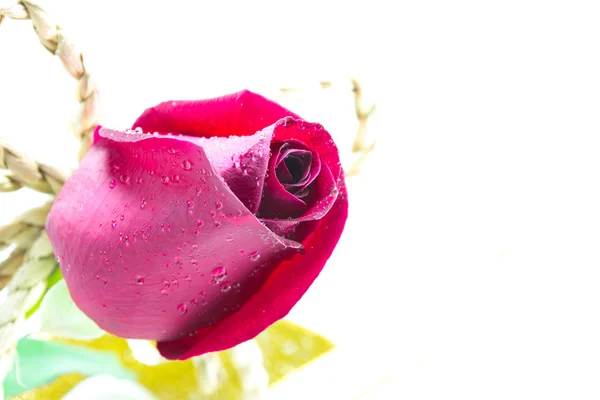 バレンタインデーの背景 白地に赤いバラ — ストック写真
