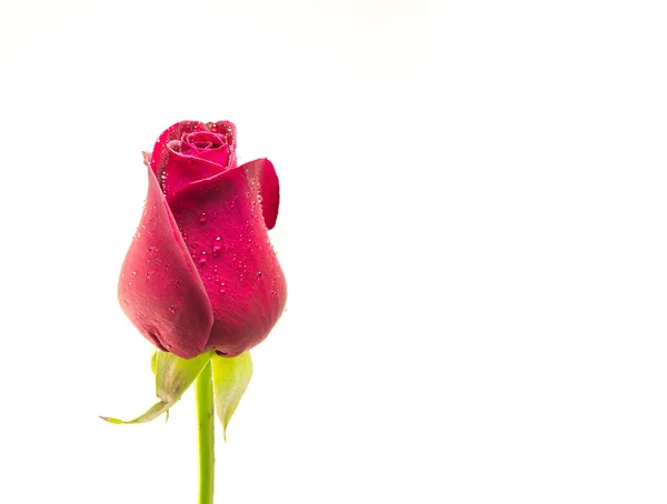 Rosa vermelha no fundo branco, fundo do Dia dos Namorados — Fotografia de Stock