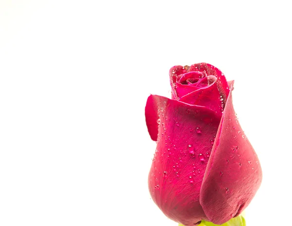 Rosa roja sobre fondo blanco, fondo de San Valentín —  Fotos de Stock