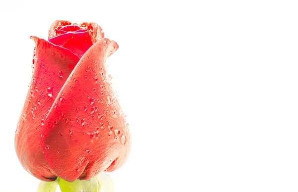 白い背景に赤いバラが孤立し. — ストック写真