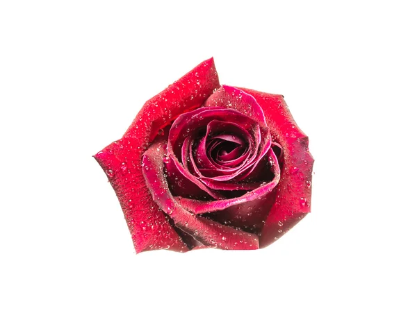 Red rose isolated on white background. — Stock Photo, Image