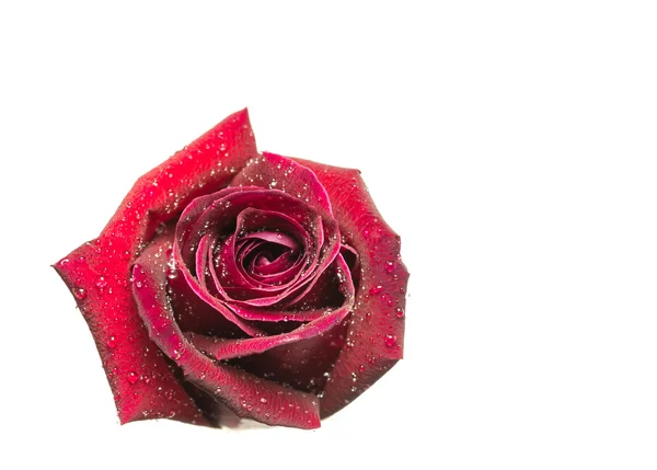 Red Rose Isolated White Background — Stock Photo, Image