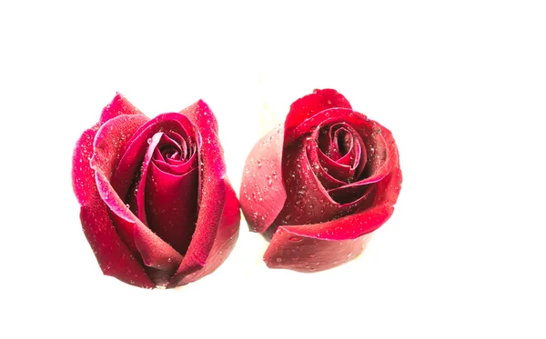 Red Rose Isolated White Background — Stock Photo, Image