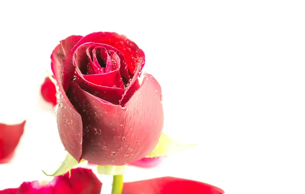 Rosa vermelha isolada no fundo branco. — Fotografia de Stock