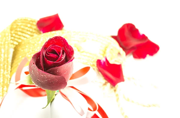 Rød rose på hvid baggrund, Valentinsdag baggrund - Stock-foto