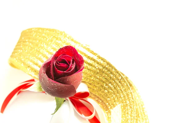 Rød rose på hvid baggrund, Valentinsdag baggrund - Stock-foto