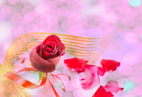 Rudá Růže Bílém Pozadí Pozadí Valentýn — Stock fotografie