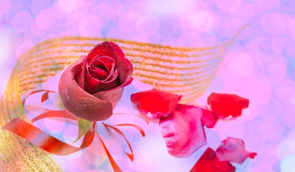 Rote Rose auf weißem Hintergrund, Valentinstag Hintergrund — Stockfoto