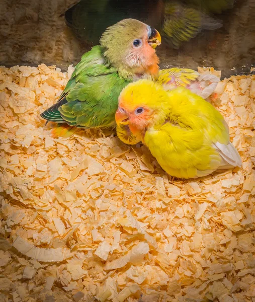 Bebé tortolitos amarillos —  Fotos de Stock