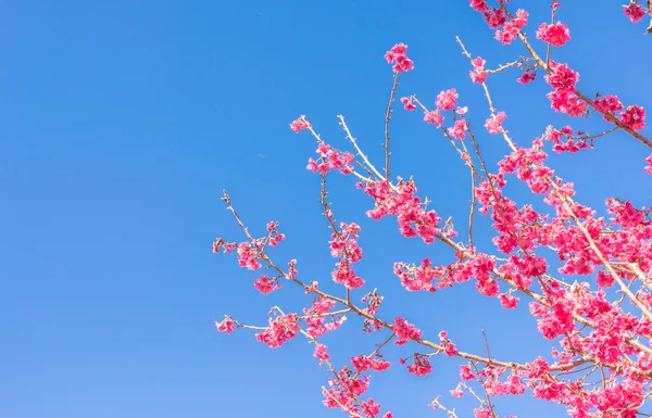 Wild Himalayan Cherry Flower Thailand Sakura Chiang Mai Thailand — Stock Photo, Image