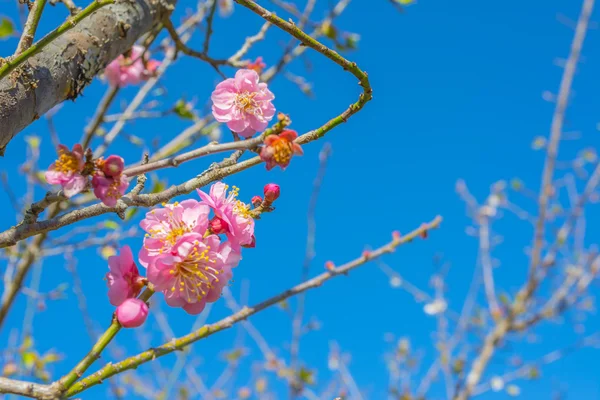 Erik Çiçeği Ile Mavi Gökyüzü Arka Plan Görüntü — Stok fotoğraf
