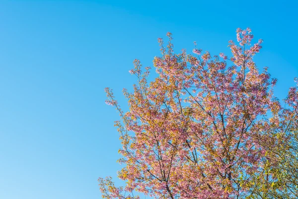 Flor Selvagem Cereja Himalaia Sakura Tailândia Chiang Mai Tailândia — Fotografia de Stock