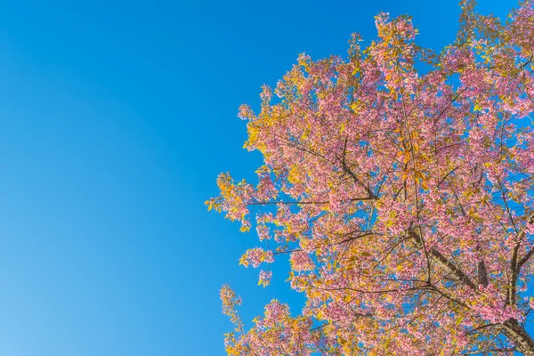 Dziki Kwiat Wiśni Himalajskiej Sakura Tajlandii Chiang Mai Tajlandia — Zdjęcie stockowe