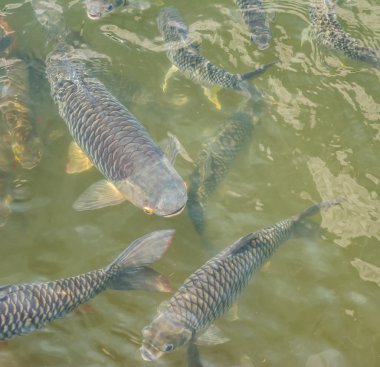 many of wild carp fish clipart