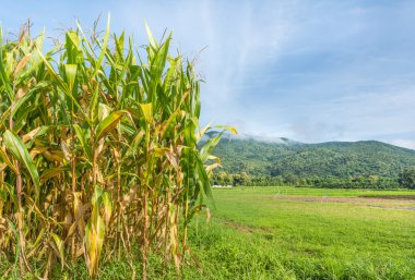 Mısır alanı ve açık mavi gökyüzü arka plan görüntü.