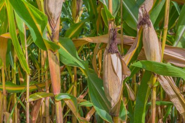 Mısır alanı ve açık mavi gökyüzü arka plan görüntü.