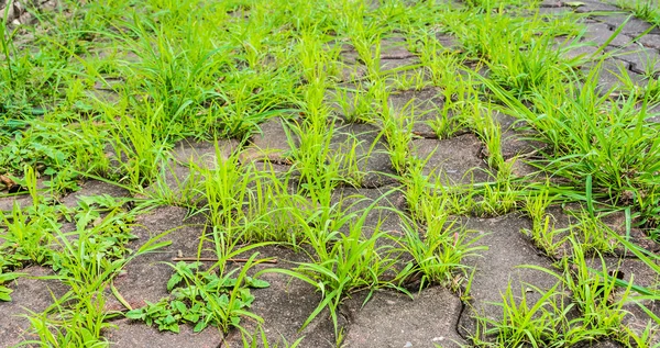 Image Grass Sidewalk Means Chance Life — Stock Photo, Image