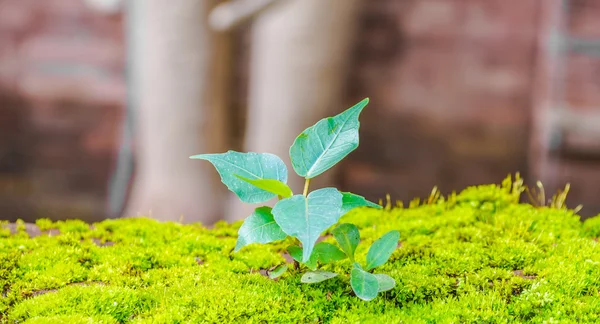 Pequeño árbol de Bodhi —  Fotos de Stock