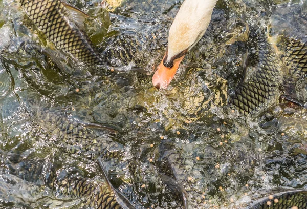 Imagen Alimentación Muchos Los Peces Carpa Silvestre Estanque — Foto de Stock