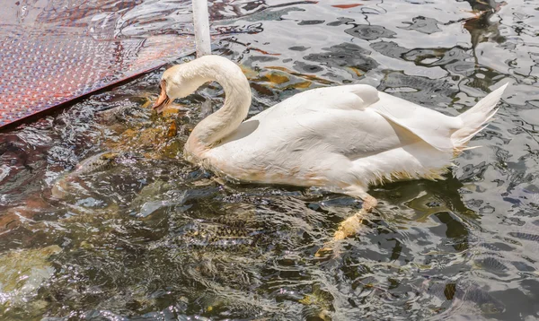 Görüntü Çok Vahşi Sazan Balık Besleme — Stok fotoğraf