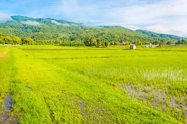 Belleza día soleado en el campo de arroz —  Fotos de Stock