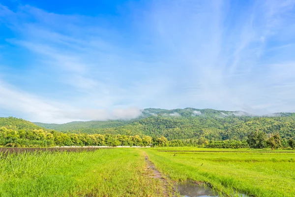 Belleza día soleado en el campo de arroz — Foto de Stock