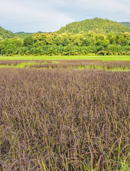 Schönheit sonniger Tag auf dem Reisfeld — Stockfoto