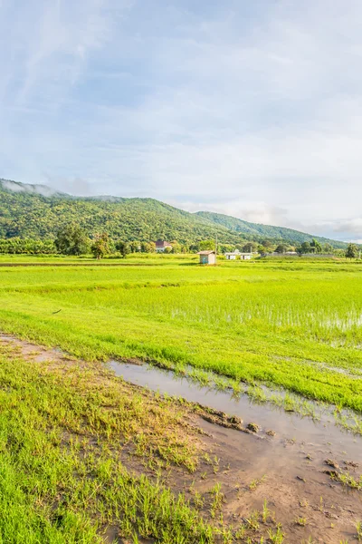 Belleza día soleado en el campo de arroz —  Fotos de Stock