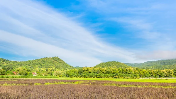 Belleza día soleado en el campo de arroz —  Fotos de Stock