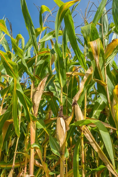 Bilden Sädesfält Och Klarblå Himmel Bakgrunden — Stockfoto