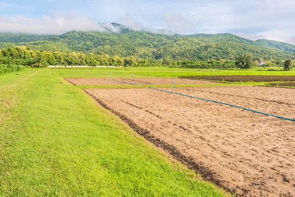 Краса сонячний день на рисовому полі — стокове фото