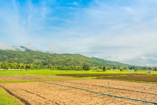 Beauty sunny day on the rice field — Stock Photo, Image